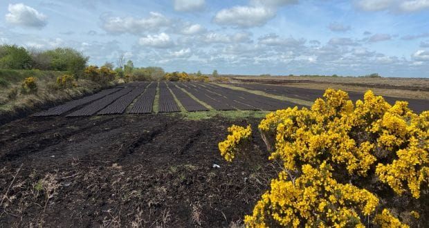 B'Gosh and Begorrah! Turf Will Kill Us All!