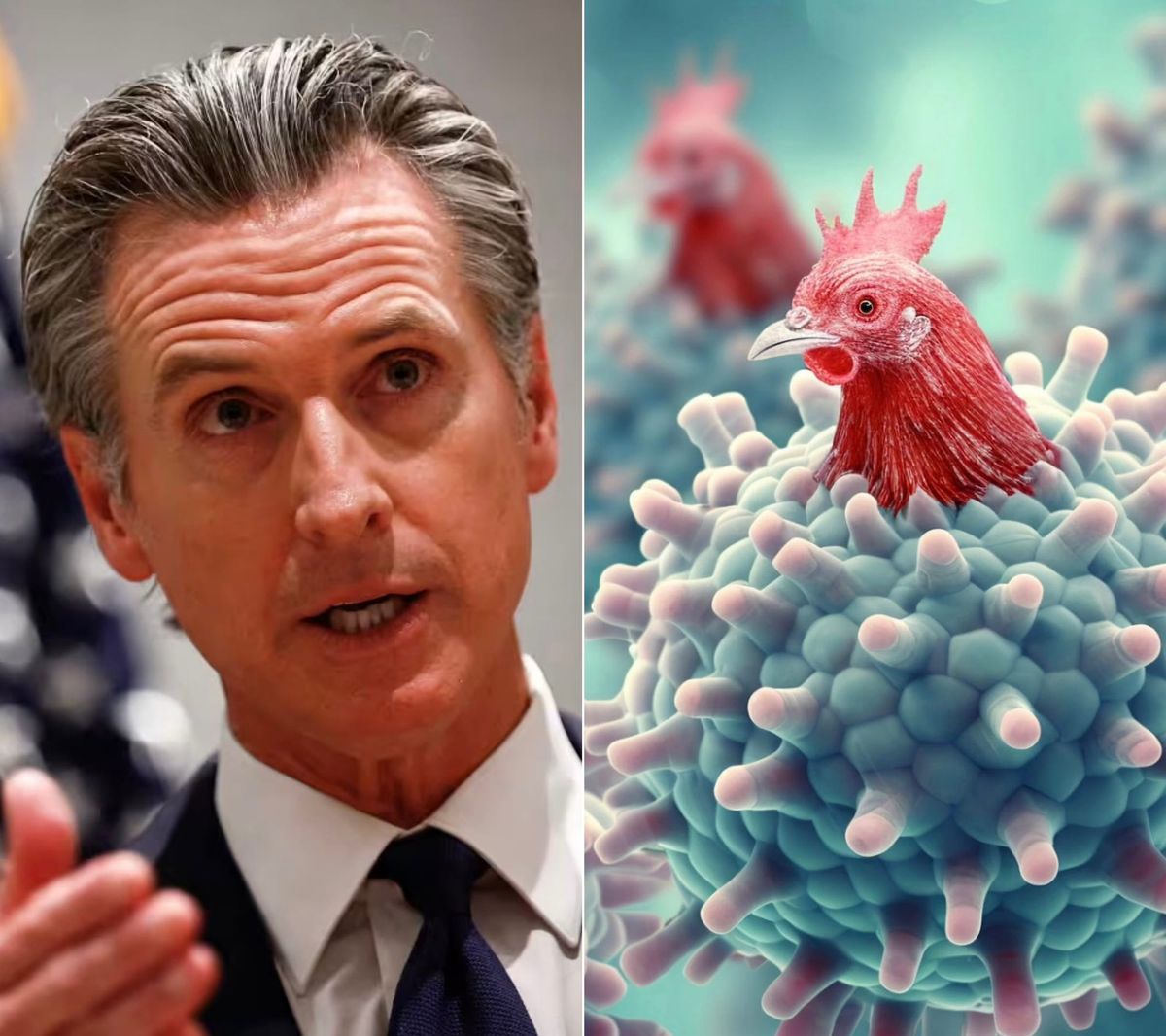 Greasy Gavin Clucks that the Sky is Falling - Bird Brain Declares State of Emergency Over Bird Flu
