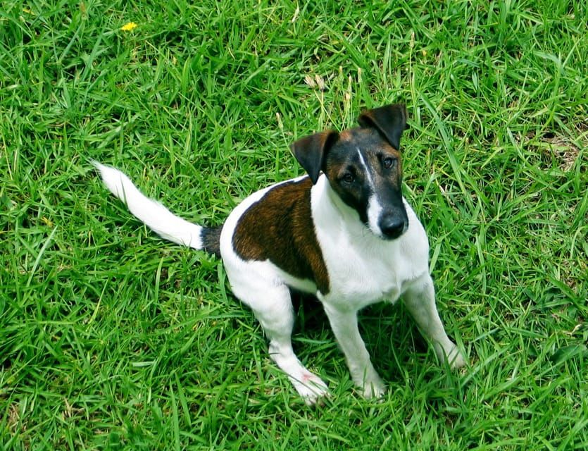 A word of warning-dogs and snakes