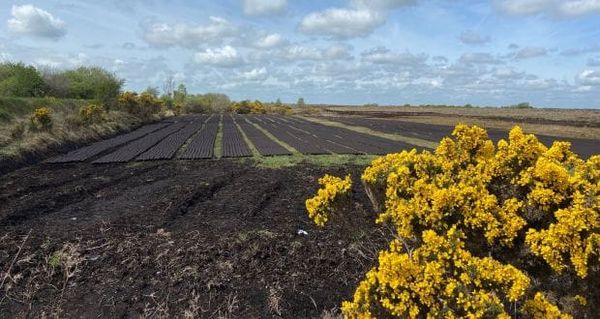 B'Gosh and Begorrah! Turf Will Kill Us All!