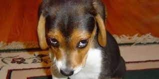 My dog ate my week...