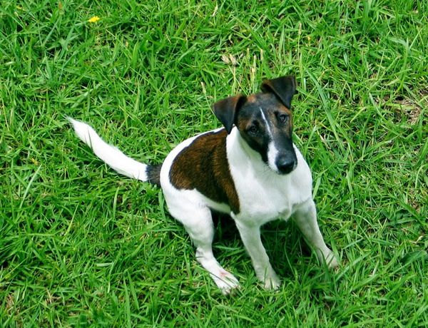 A word of warning-dogs and snakes