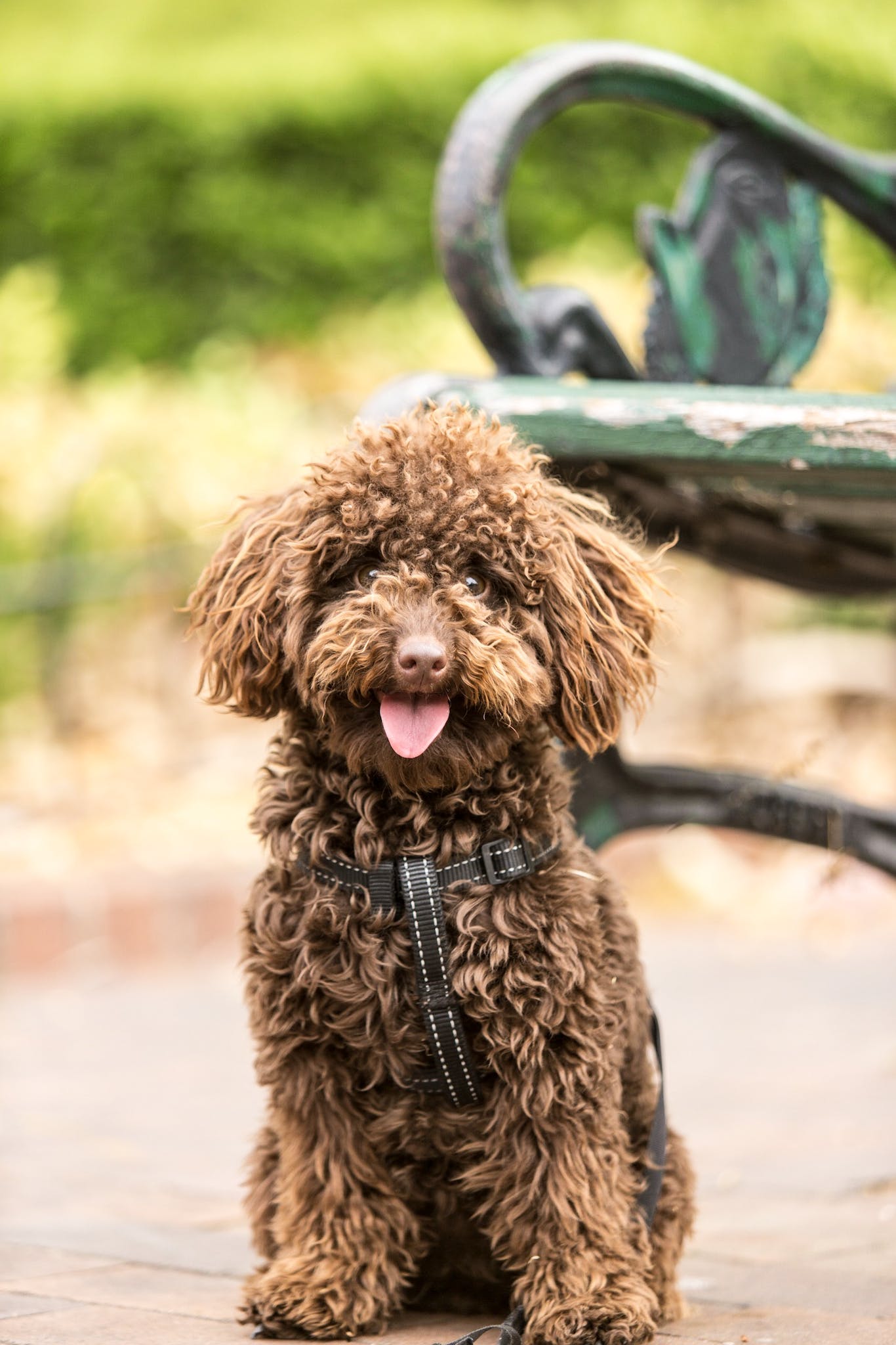 Adult Long-coated Brown Dog Beside Green Armchair - Insurance in Sweden