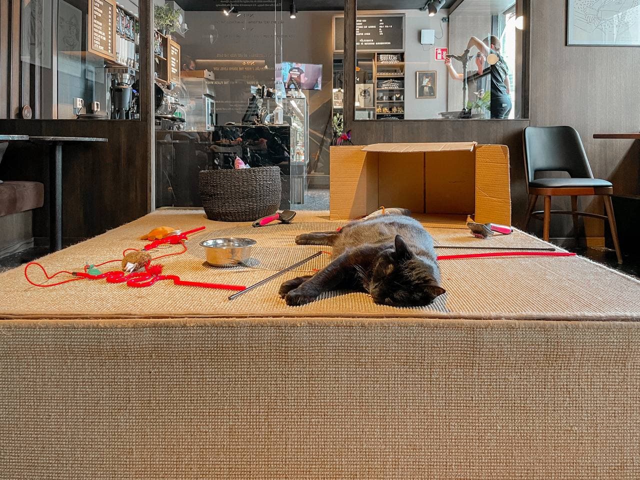 java-whiskers-stockholm