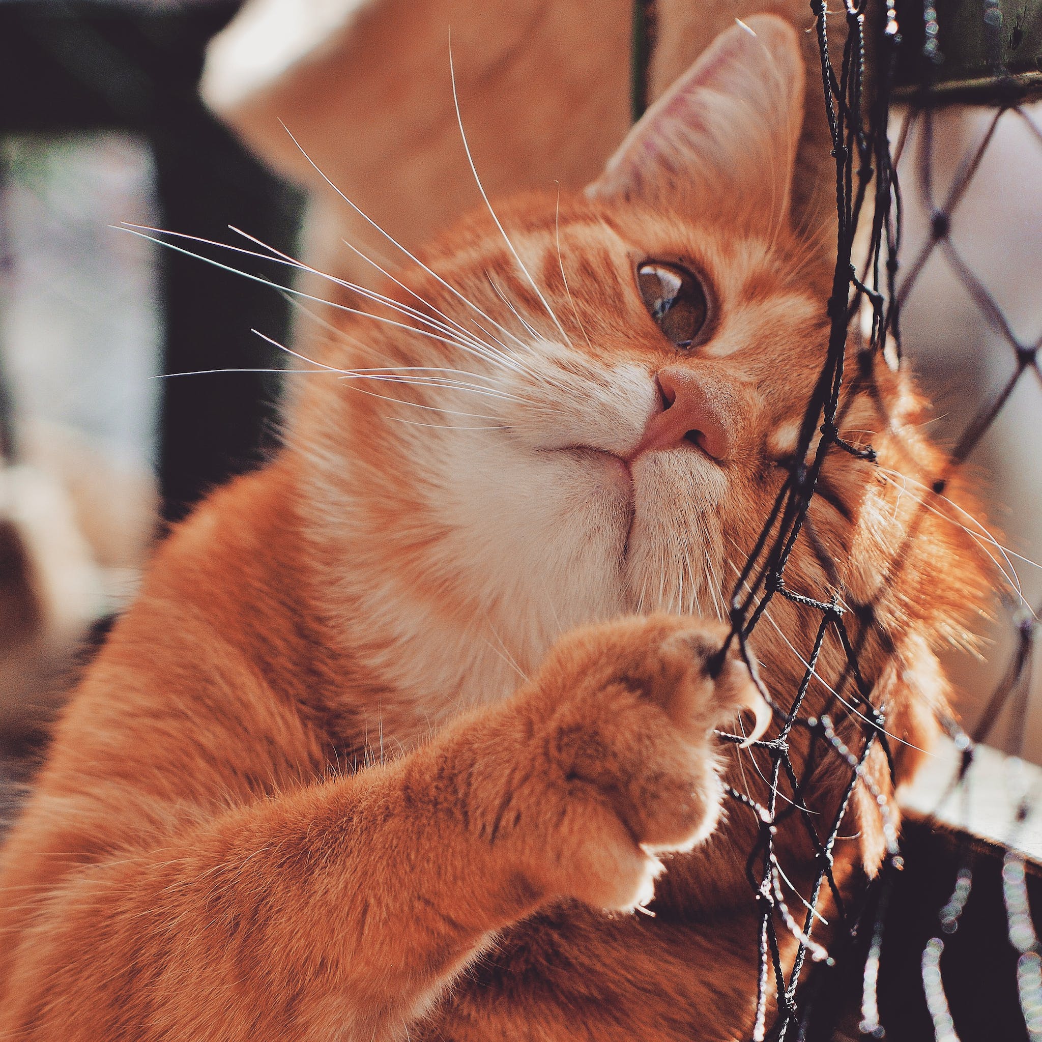 Orange Cat On Focus Photography - Insurance in Sweden