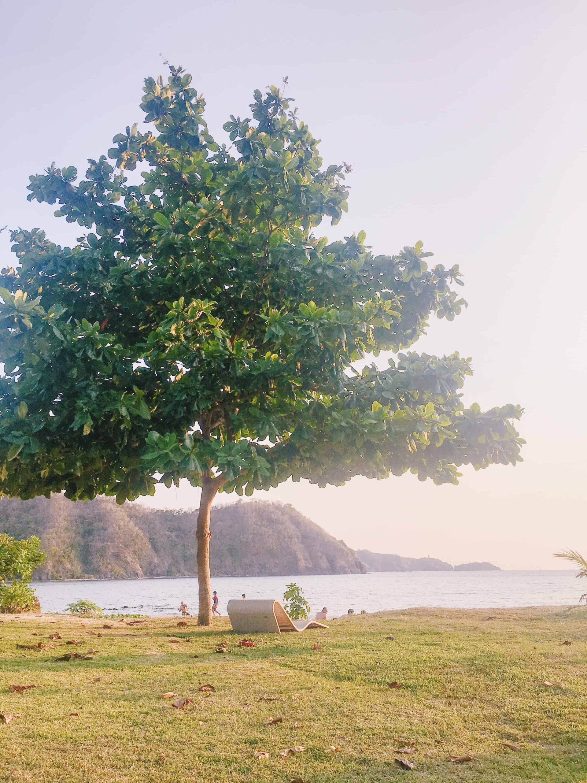 Pico de Loro - Tree on the Main Beach - Karen Roldan