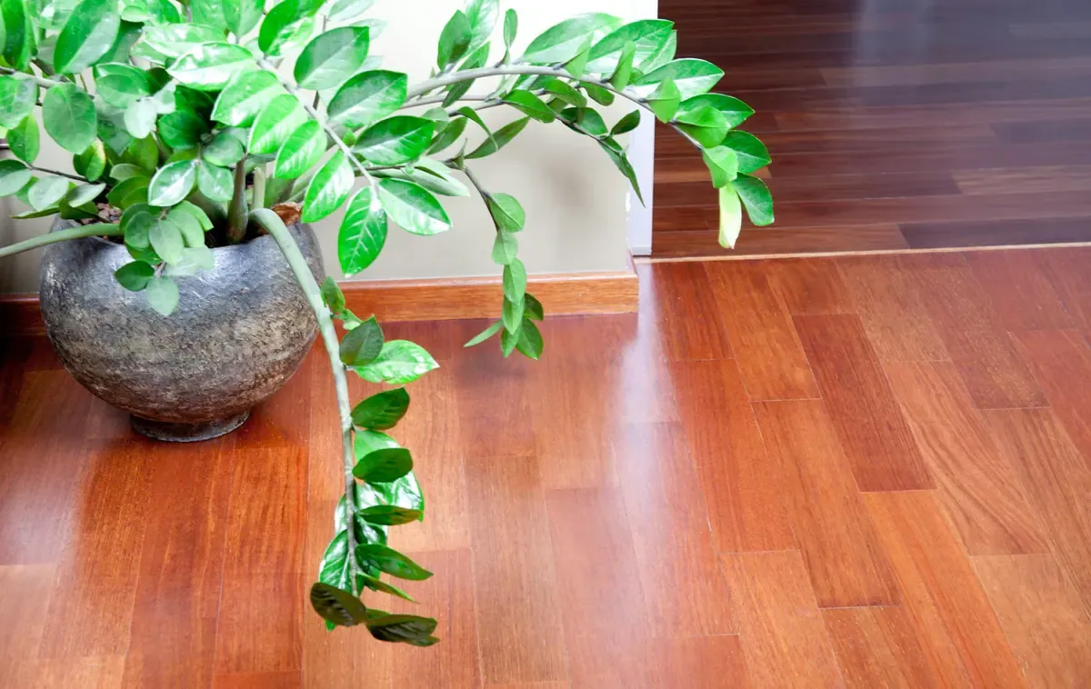 A potted plant sitting on top of a wooden floor