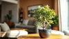 Une plante de jade saine avec des feuilles vertes brillantes et des bords rouges 