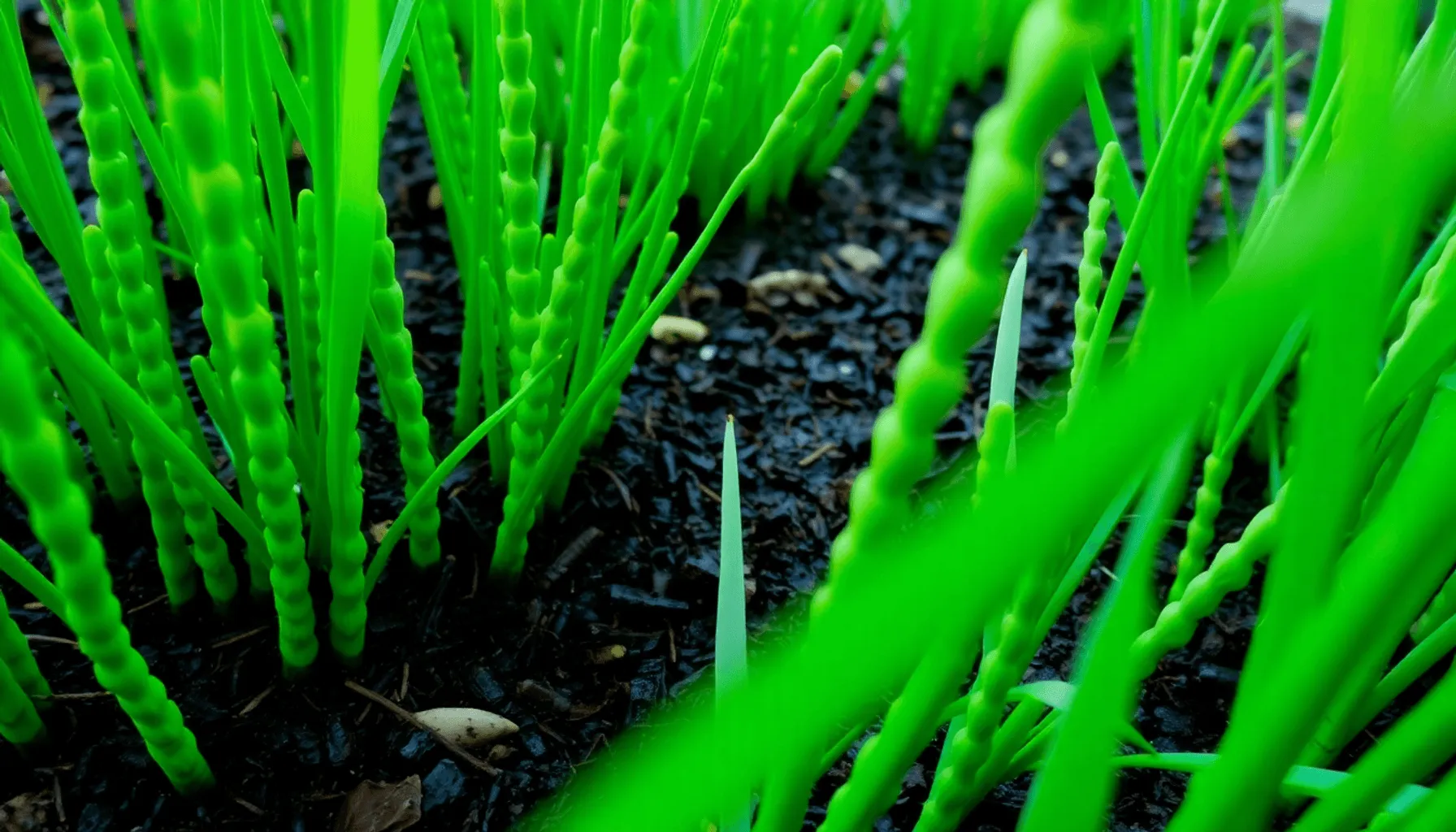 9 solutions pour se débarrasser de la prêle dans le jardin Image de l’article