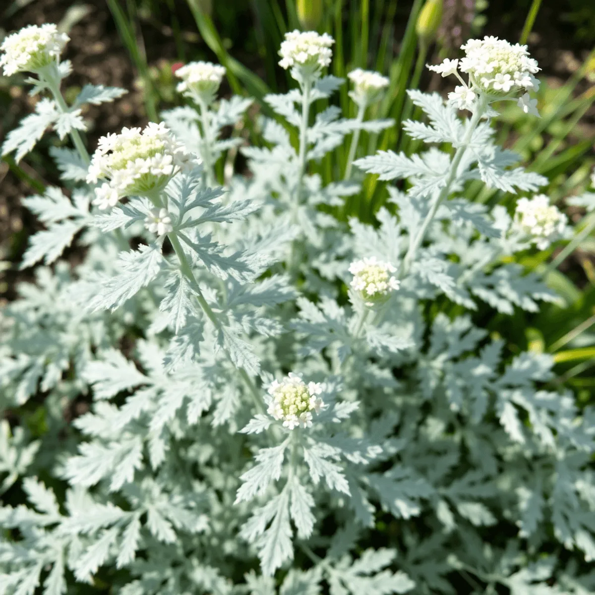 Achillea Argentea Achillee Image de l’article