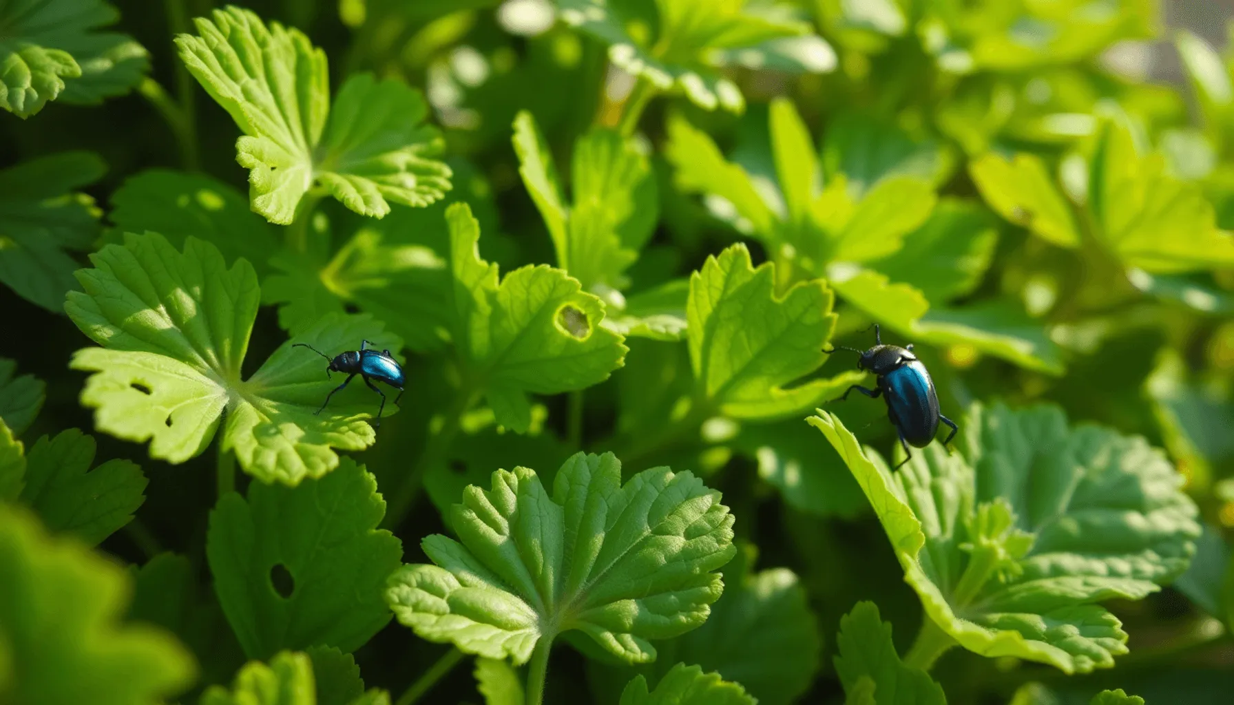Comment se débarrasser des altises ? Image de l’article