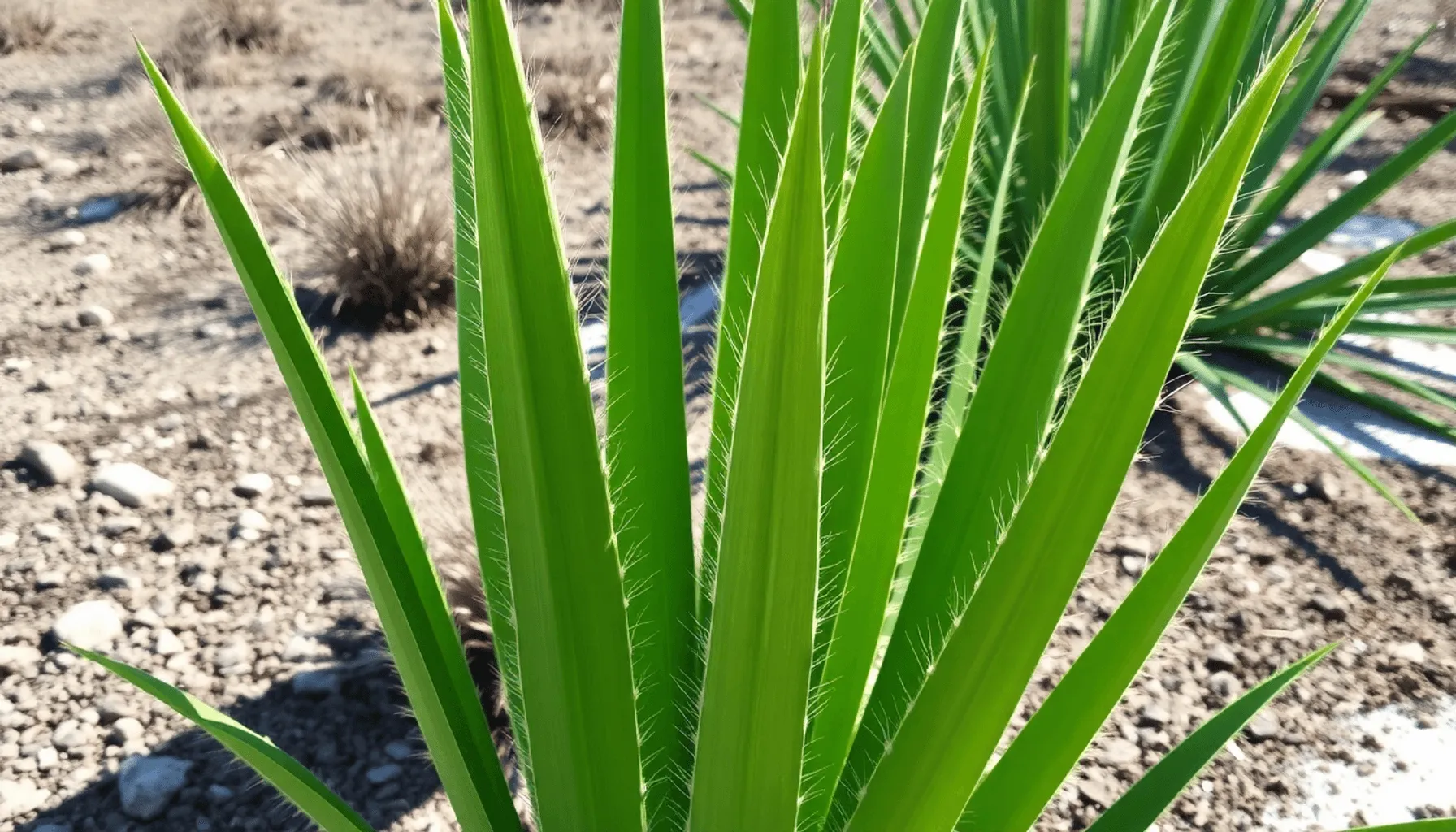 Tout savoir sur la plantation et l’entretien du Yucca d’extérieur Image de l’article