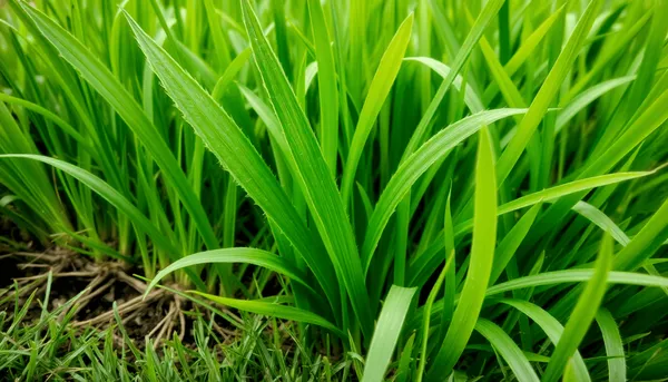 Gros plan sur une pelouse verte avec des feuilles de gazon couchées, rugueuses et duveteuses