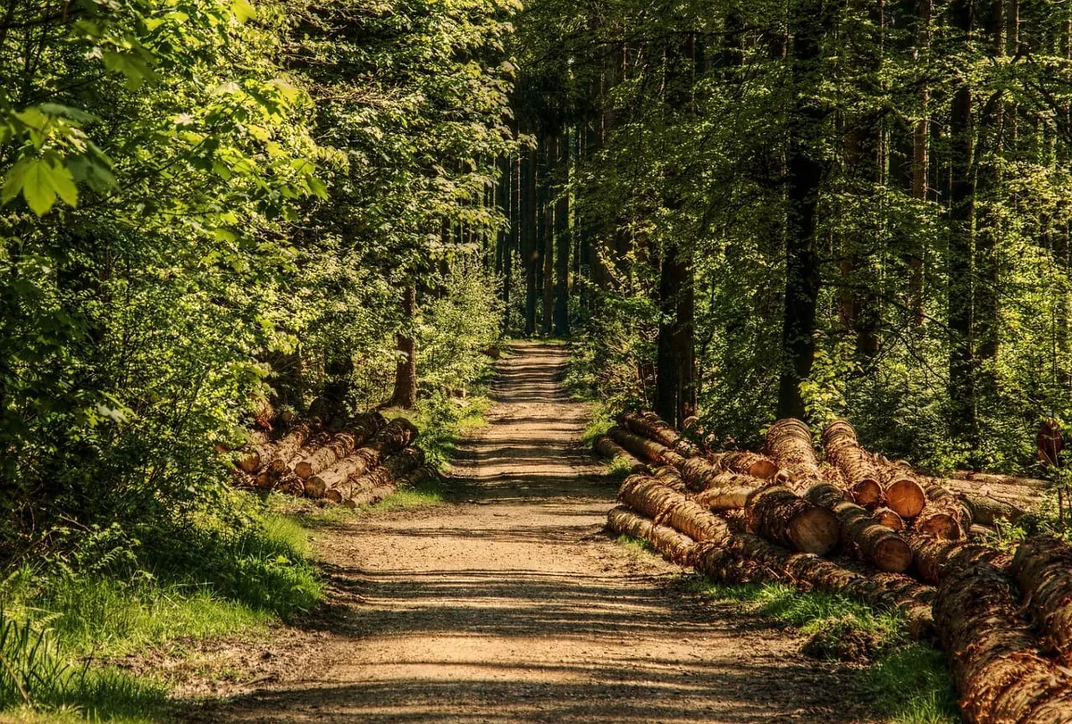 Loisirs nature à moins d'une heure de Paris : un week-end en van en Essonne Image mise en avant de l’article