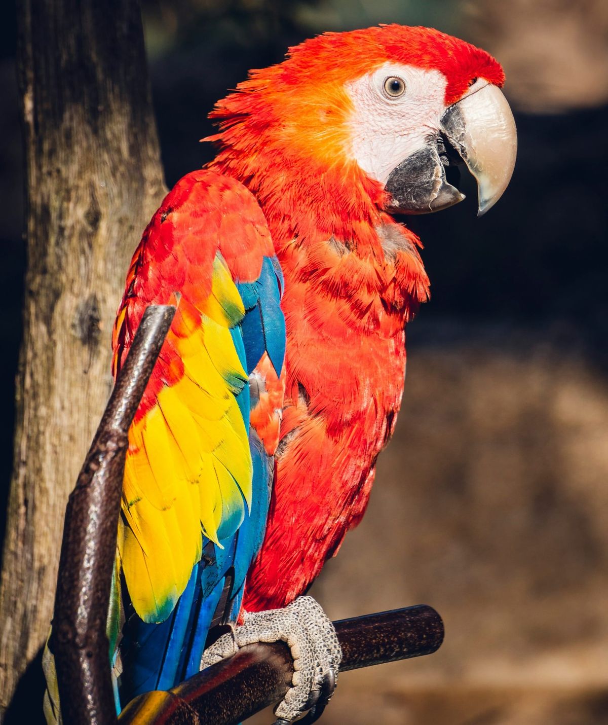 La Palmyre en Charente Maritime à l'ouest de la France et son zoo