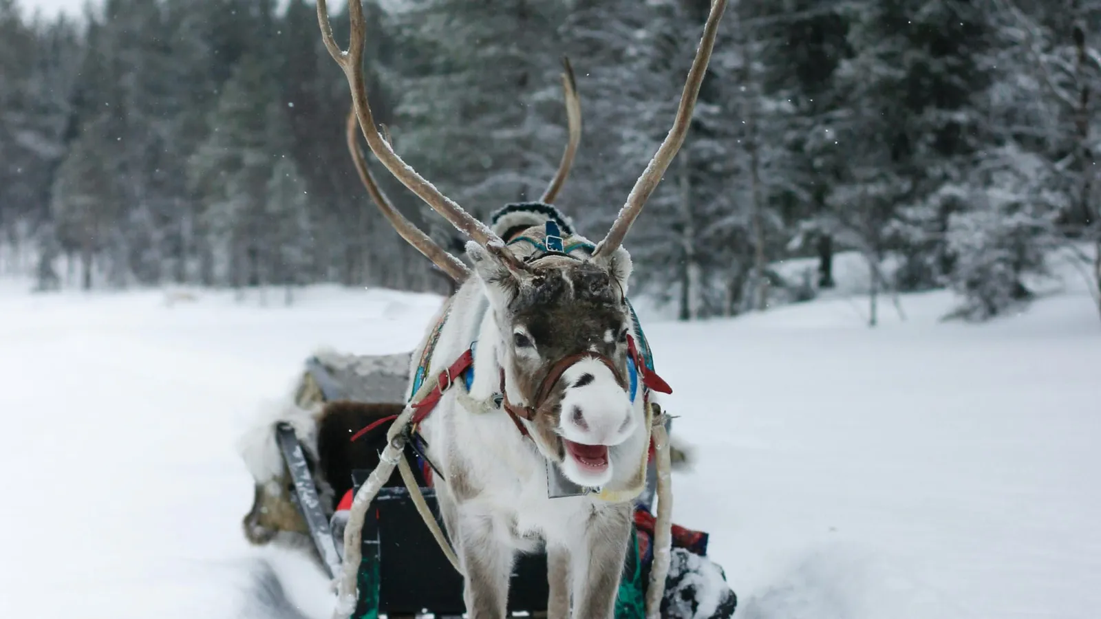 Vacances de Noël : où partir en famille pour des étoiles plein les yeux ?