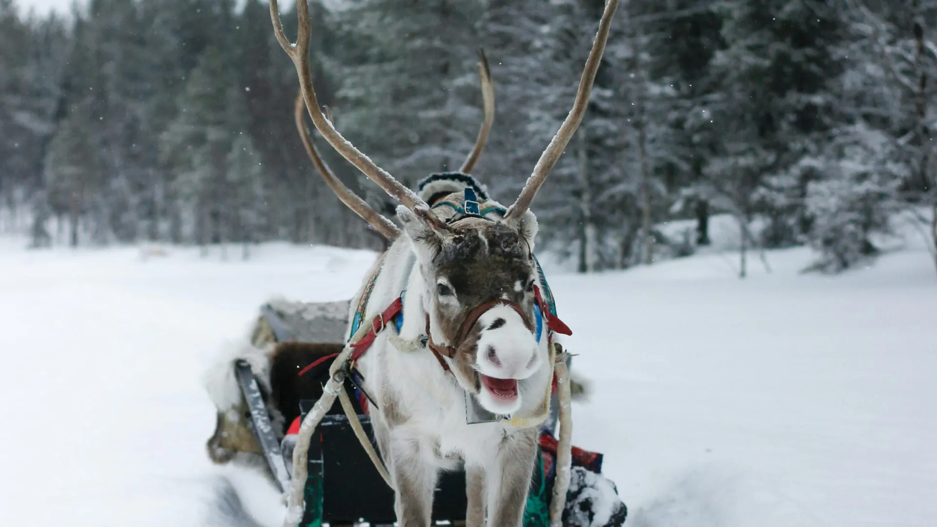 Vacances de Noël : où partir en famille pour des étoiles plein les yeux ? Image de l’article