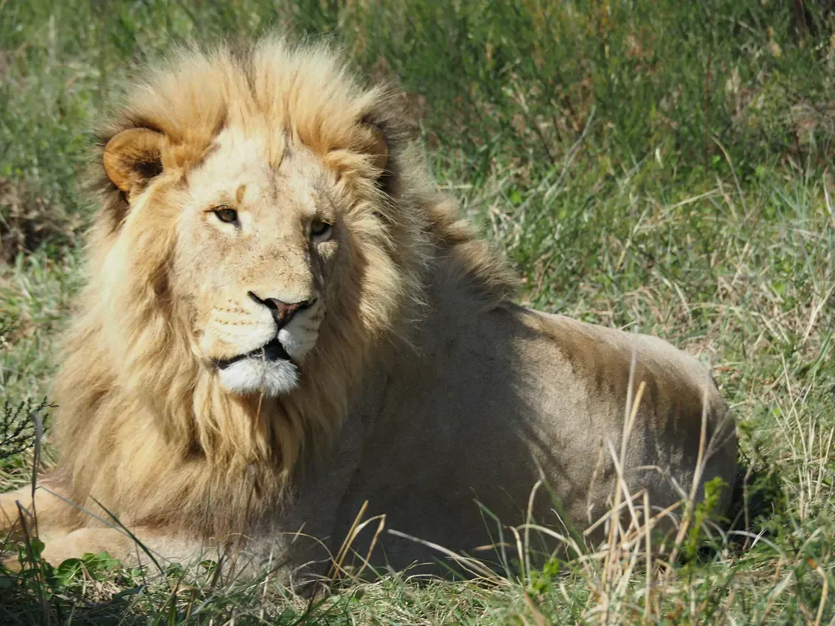 Excursions incontournables en Afrique du Sud : safaris, vignobles, plages et parcs