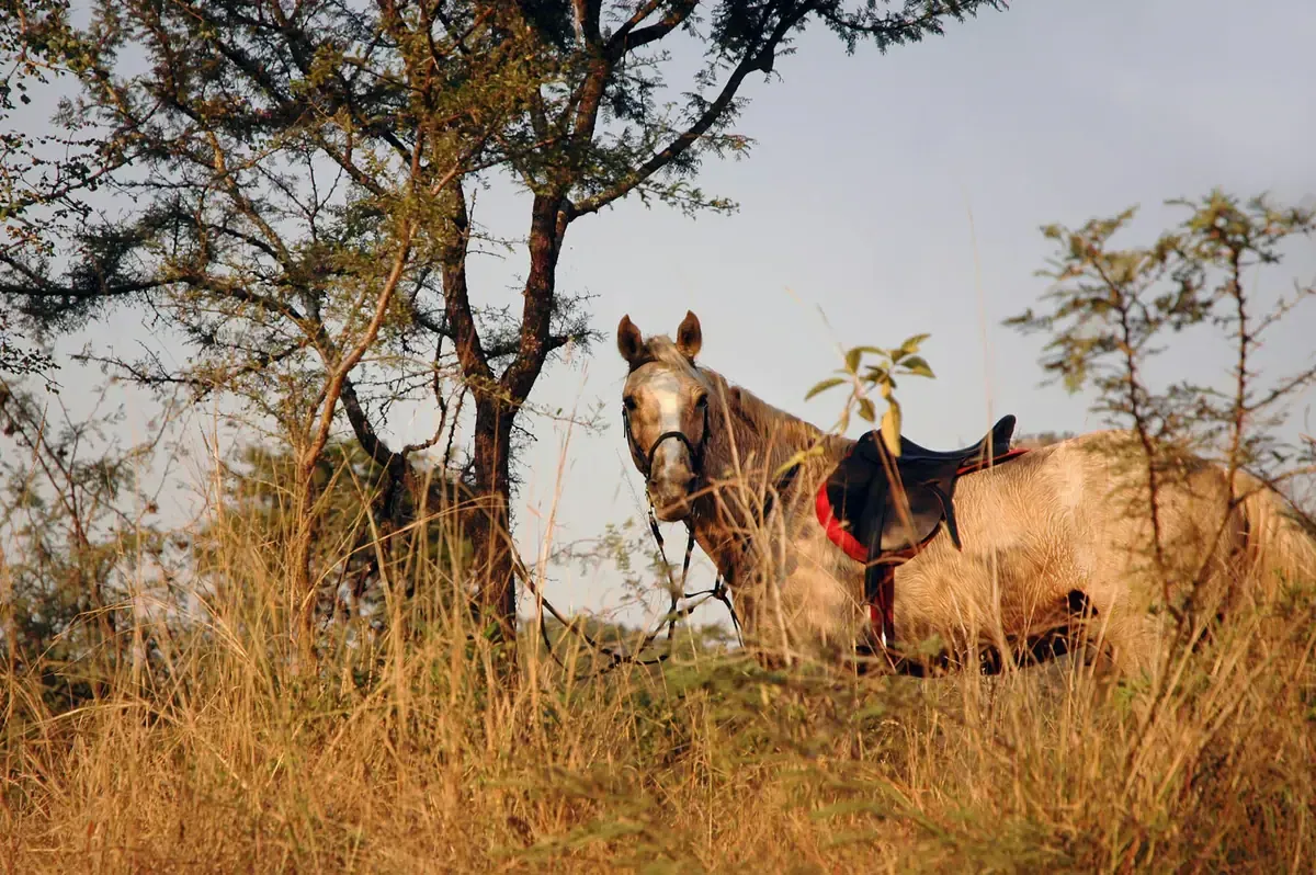 Que faire à Nelspruit / Mbombela : Top 25 des choses à faire près du Kruger