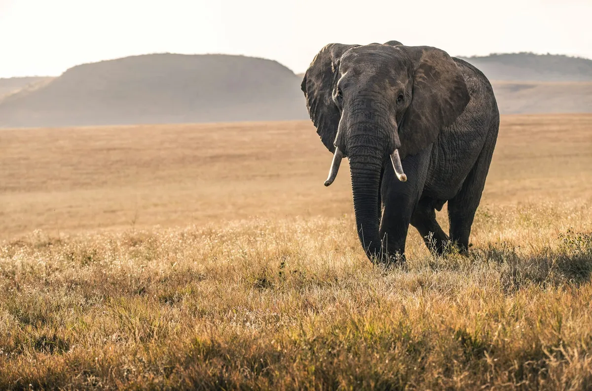 Est-il dangereux d’aller au Kenya ?