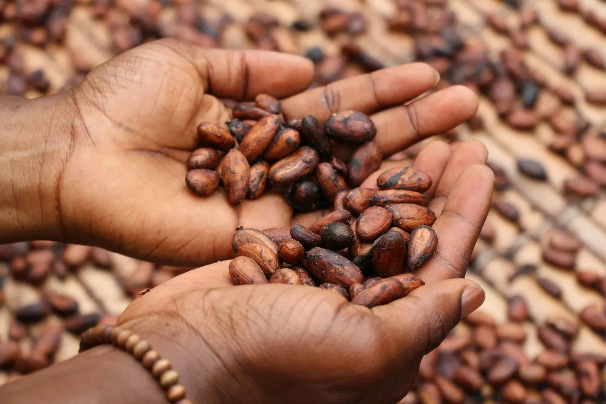 Que rapporter de Guinée équatoriale ? 10 souvenirs (artisanat, cacao) + infos douane Image mise en avant de l’article