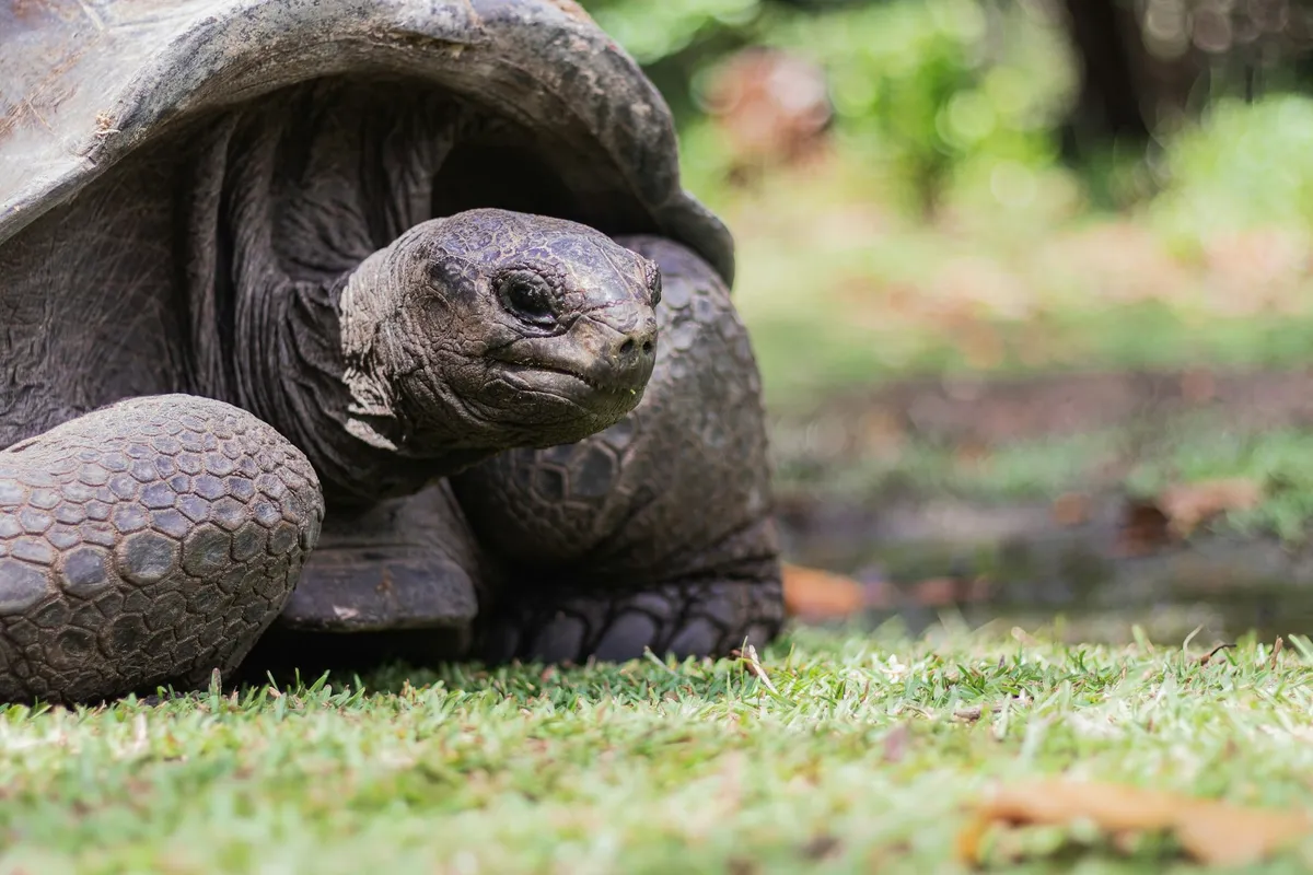 Seychelles : 30 choses à voir et à faire (Mahé, Praslin, La Digue, plages, nature)
