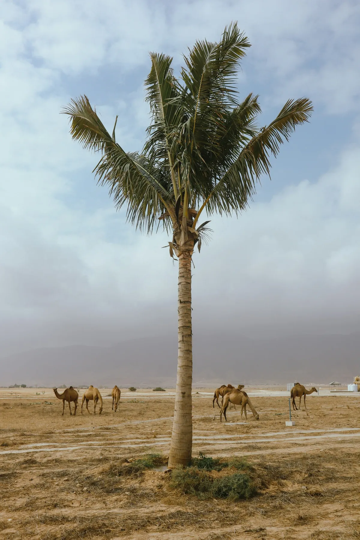 Voyage à Oman : budget réaliste (4x4, hôtels, repas, activités) + astuces pour payer moins