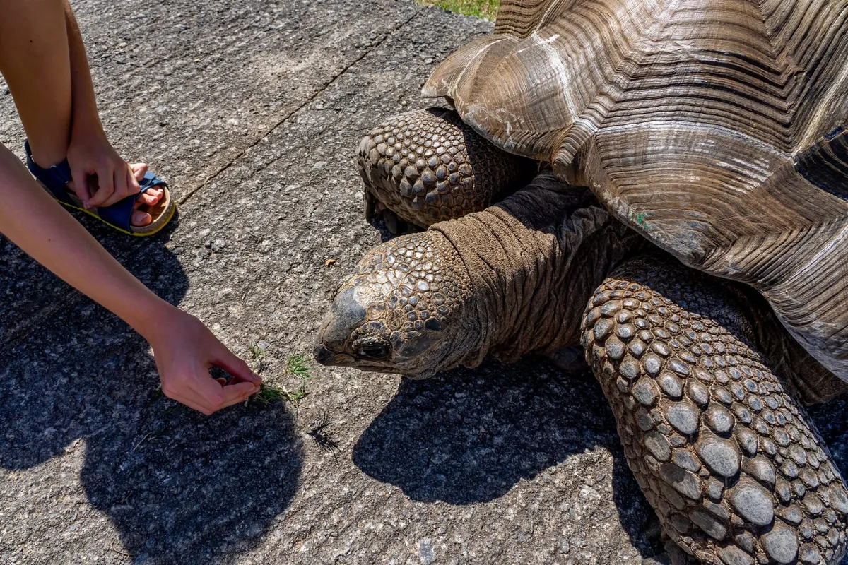Les 10 animaux à observer absolument à Zanzibar