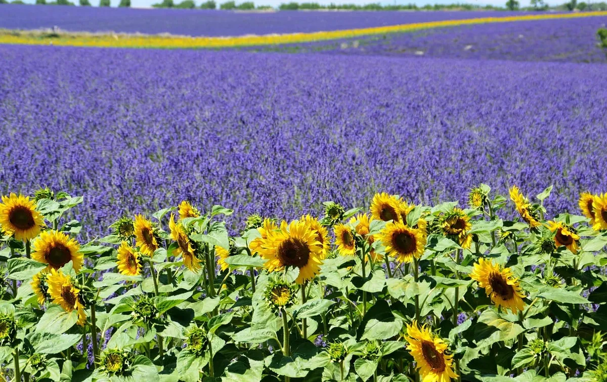 Road trip en Provence en van : 4 étapes entre Luberon, Valensole et Verdon Image mise en avant de l’article