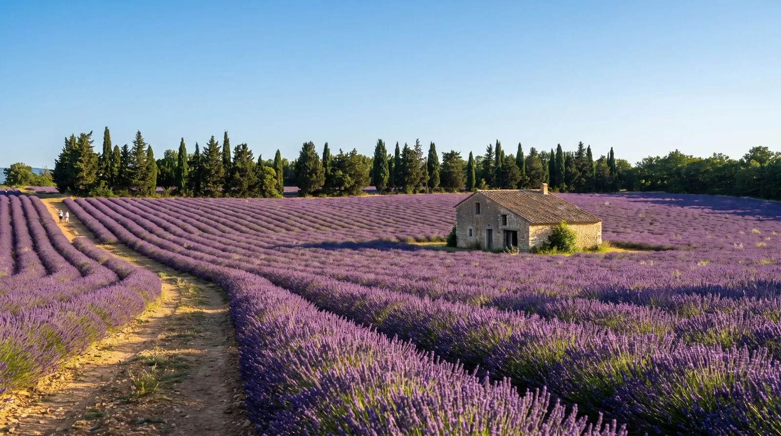 Toscane Provence collines lavande cyprès