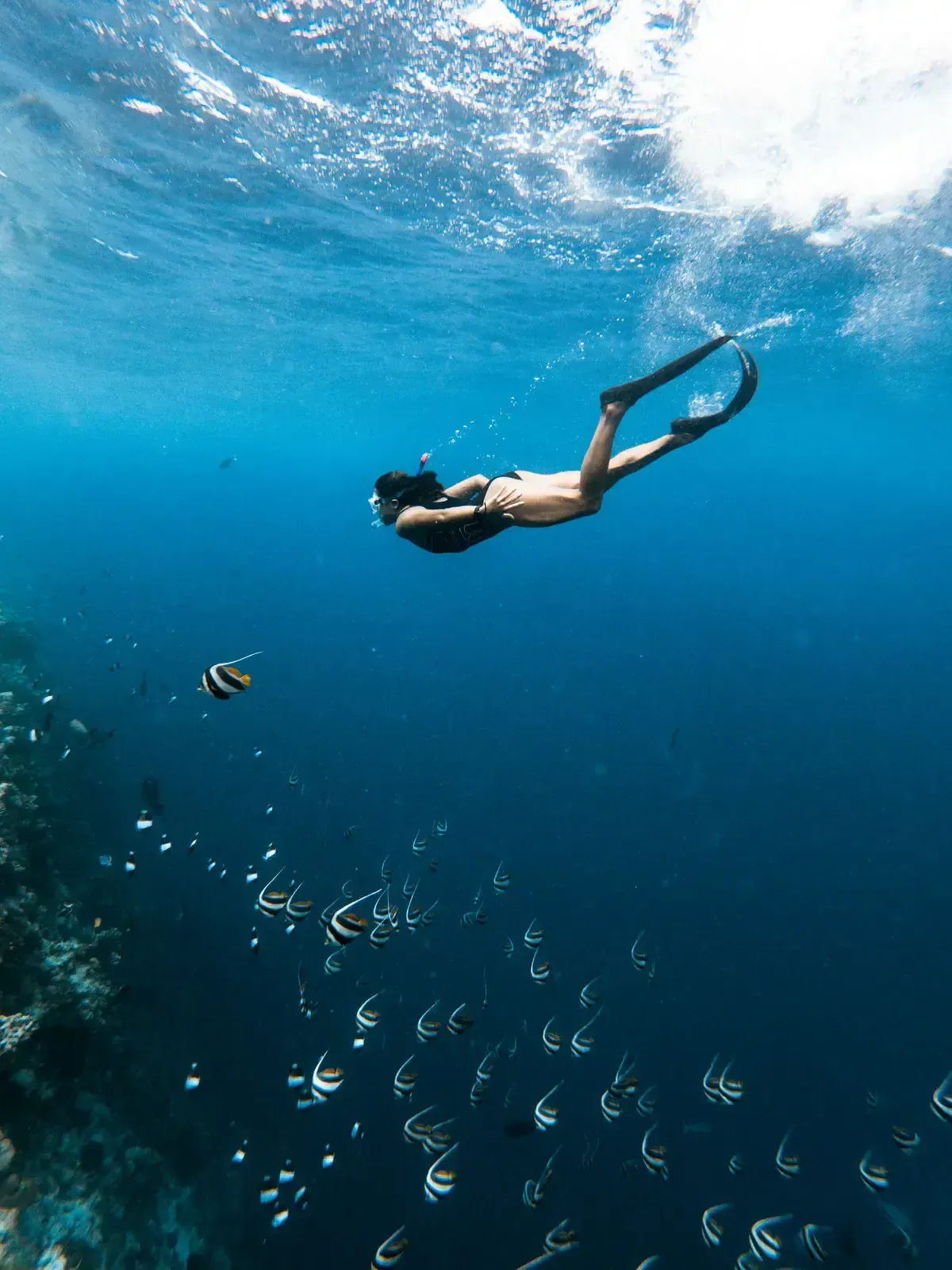 Plongée et snorkeling en Afrique du Sud : les meilleurs spots Image de l’article