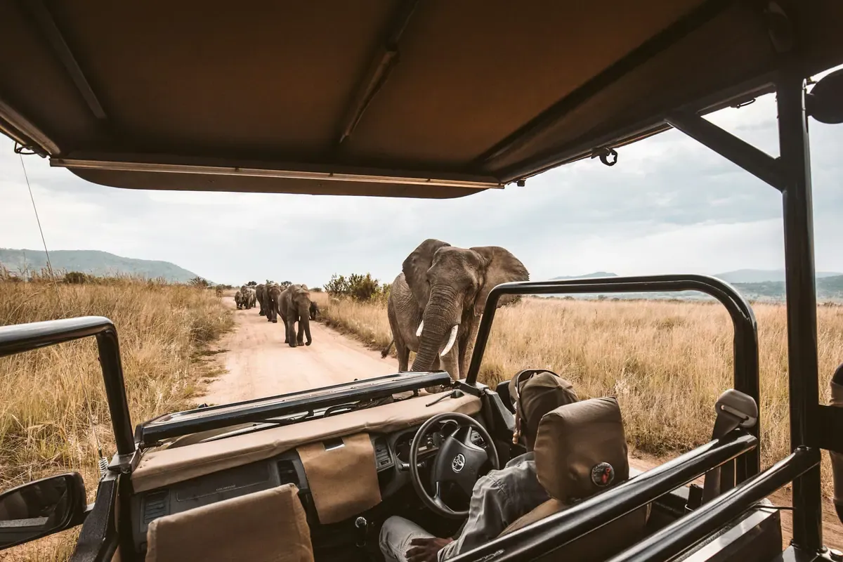 Itinéraire 7 jours en Afrique du Sud : Le Cap, safari et incontournables Image de l’article