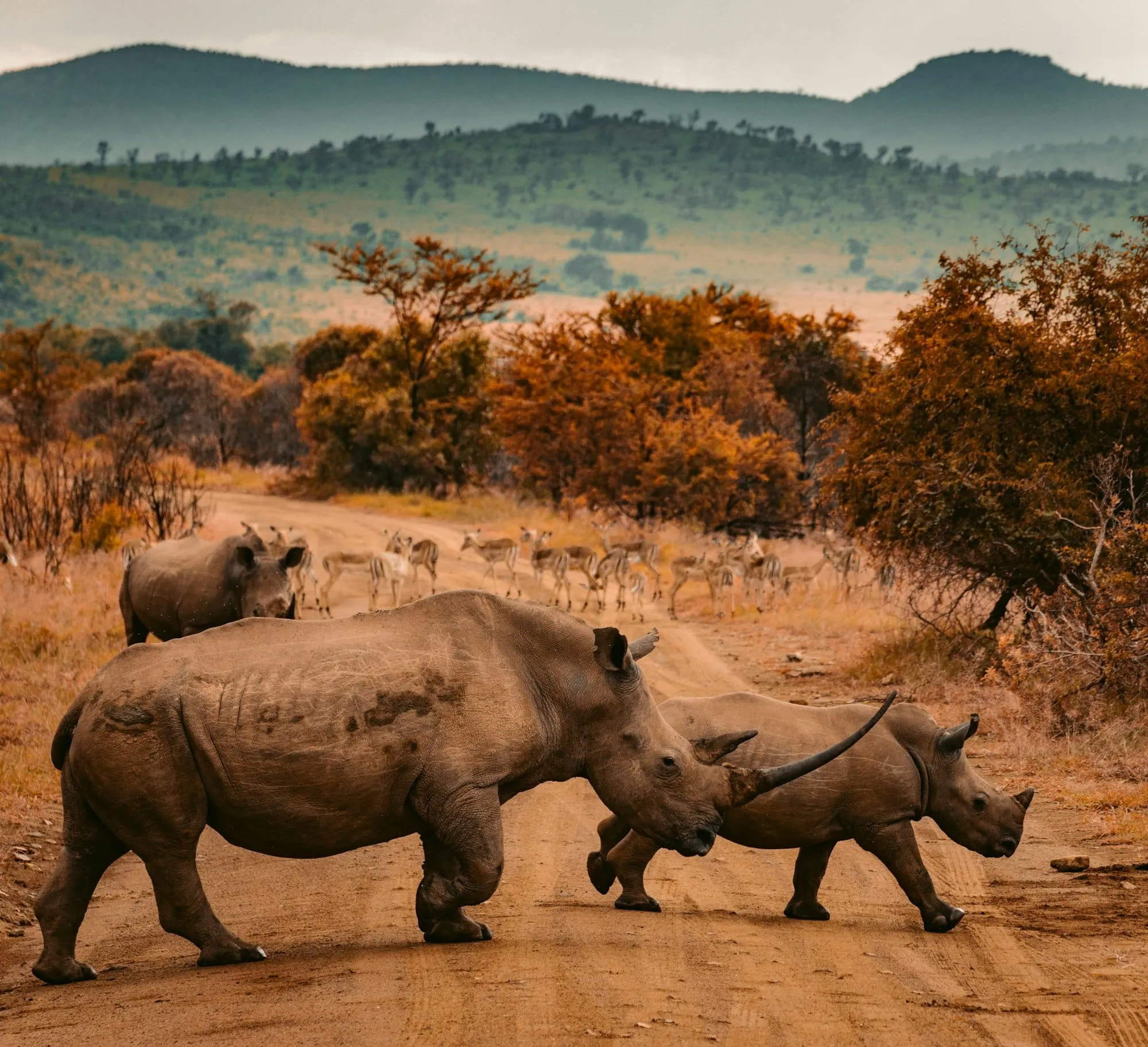 Afrique du Sud : 30 choses à voir et à faire (Cape Town, safaris, Garden Route, vignobles…) Image de l’article