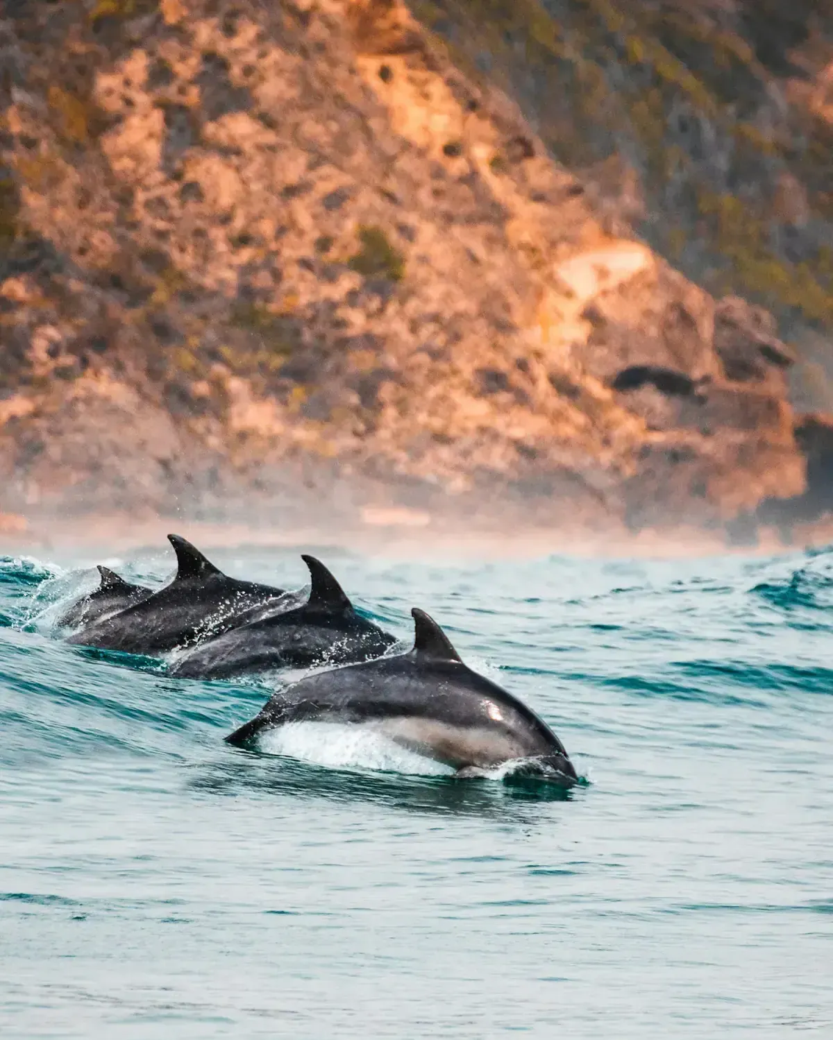 Que faire à Knysna : Top 25 des activités sur la Garden Route Image de l’article