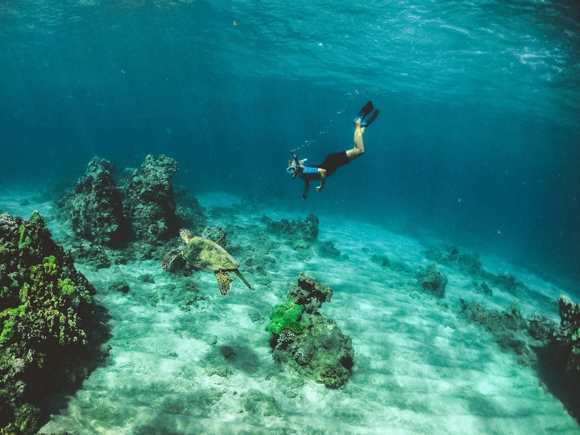Barbade : 30 choses à voir et à faire (plages, snorkeling, Bridgetown, rhum, nature) Image de l’article