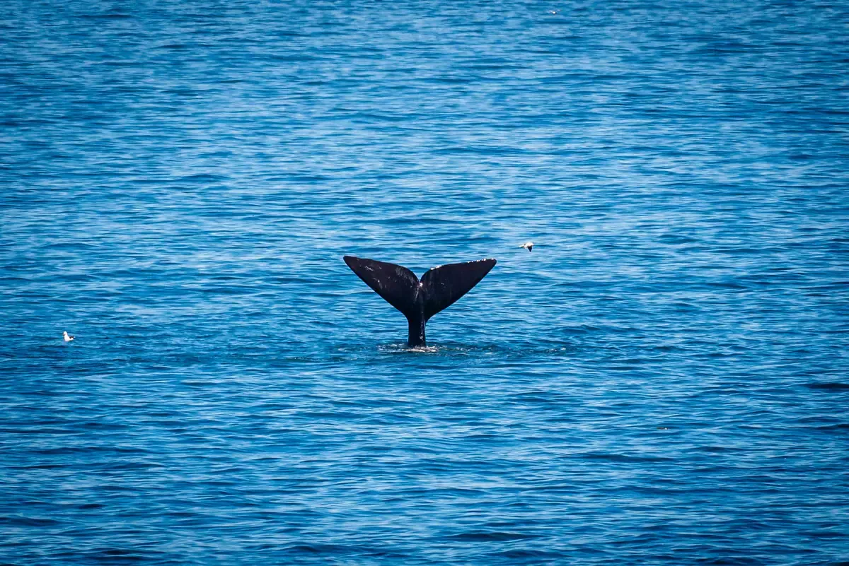 Que faire à Hermanus : Top 25 des choses à voir et à faire Image de l’article