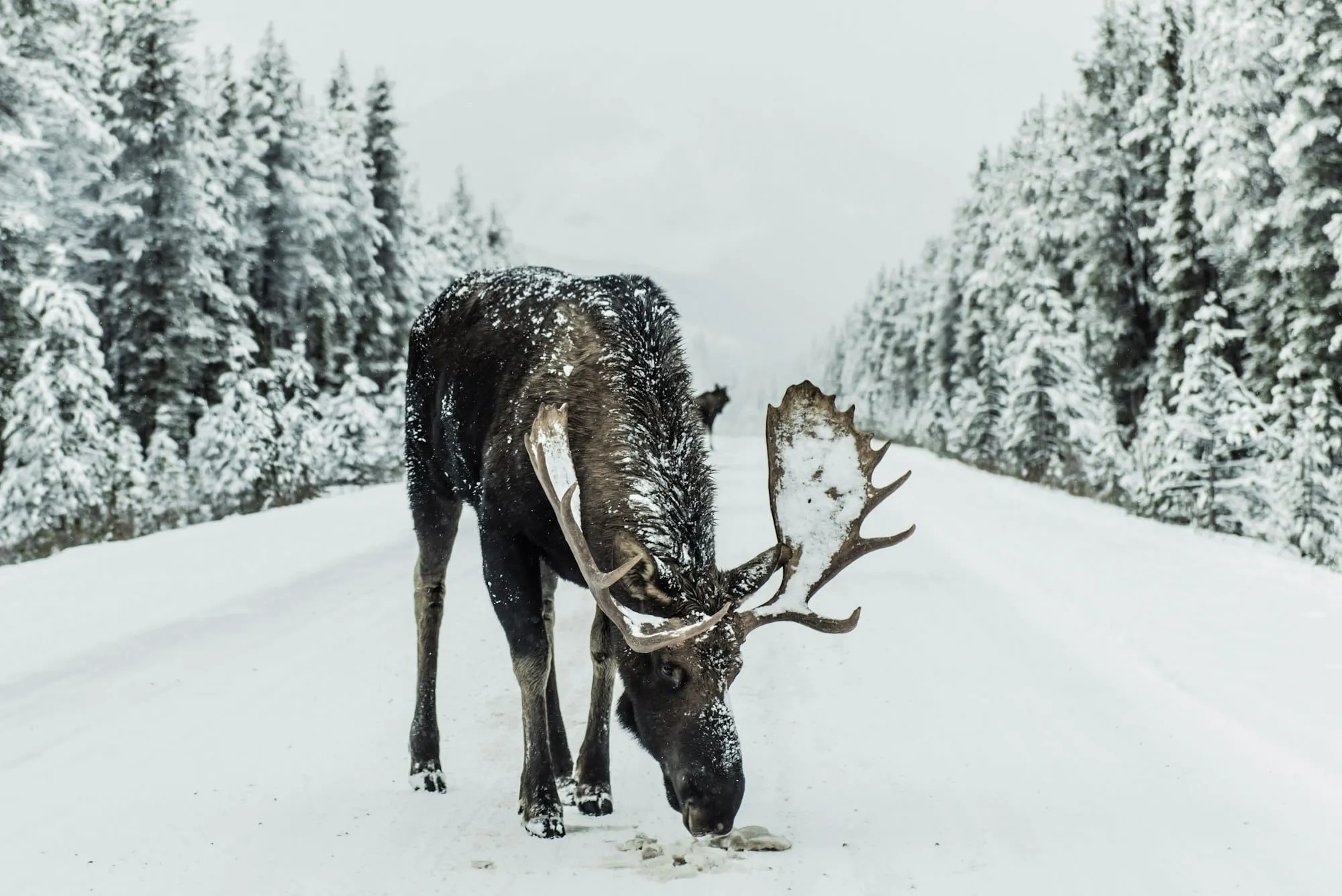 Quand partir au Canada ? Saisons, climat, neige… le meilleur mois selon ta région Image de l’article