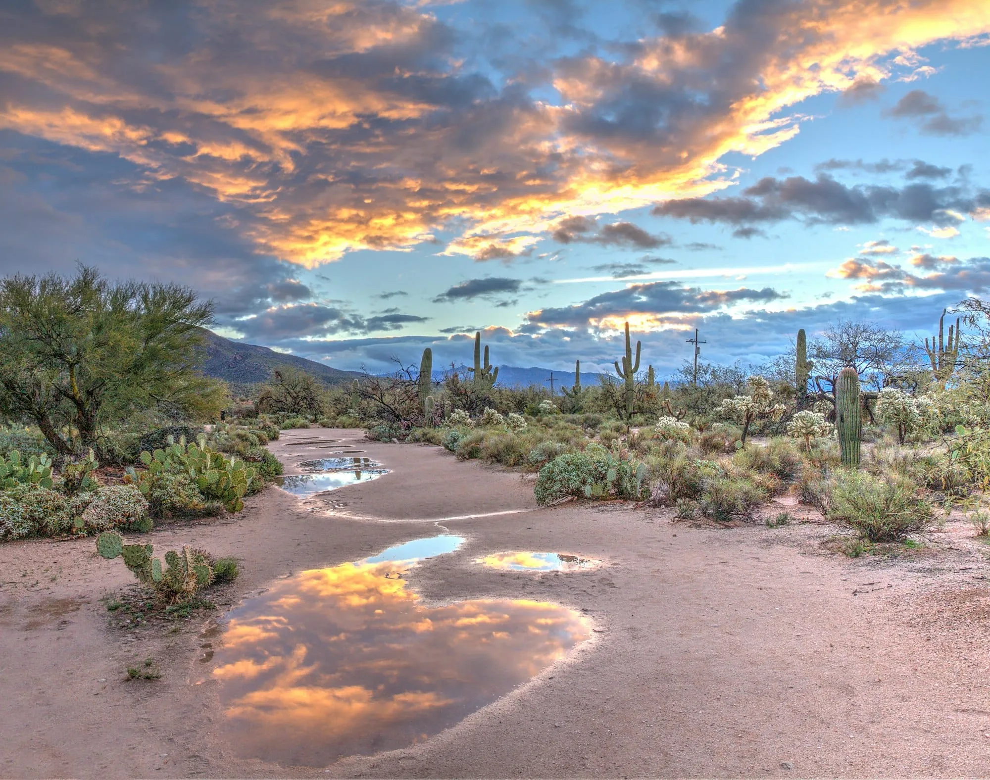 Que faire à Tucson : le top 30 des activités incontournables Image de l’article