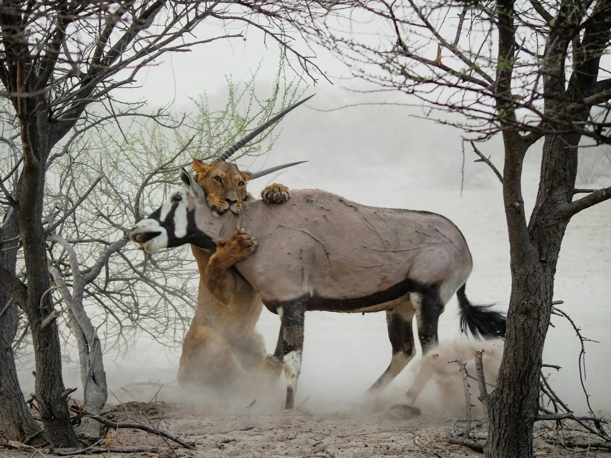 Se déplacer au Botswana : 4x4, vols safari, routes… ce qu’il faut savoir Image de l’article