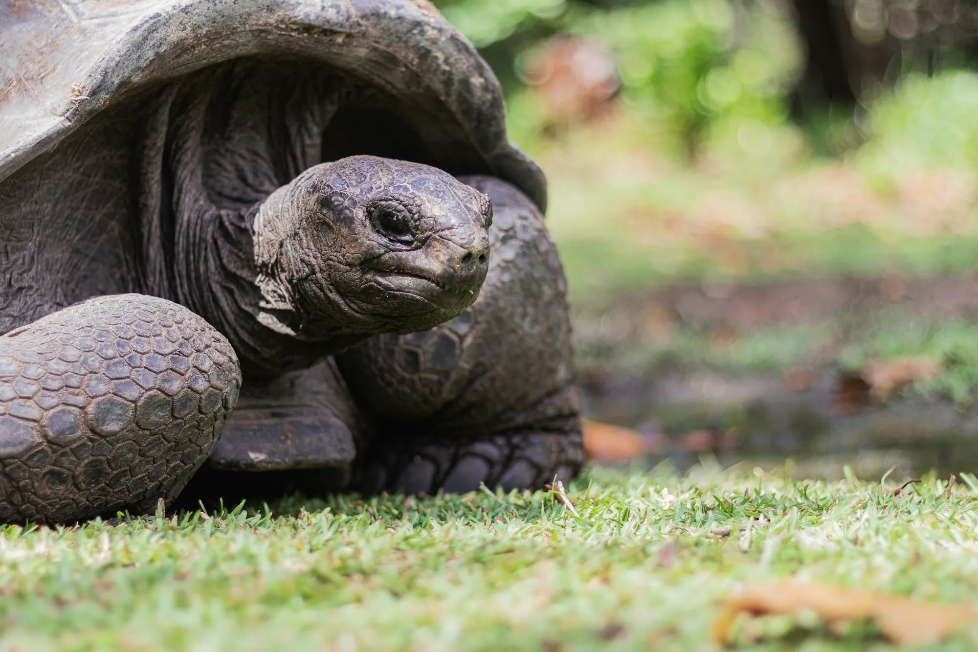 Seychelles : 30 choses à voir et à faire (Mahé, Praslin, La Digue, plages, nature) Image de l’article