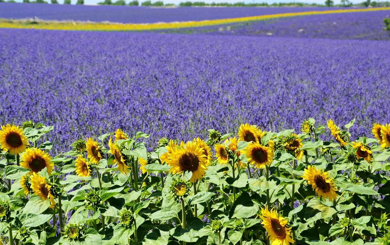 Road trip en Provence en van : 4 étapes entre Luberon, Valensole et Verdon Image de l’article