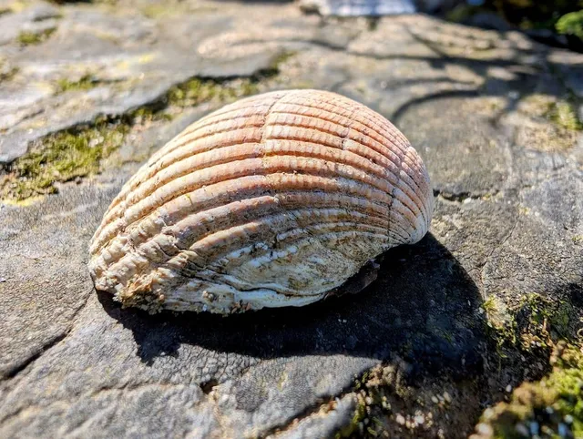 Sea shell on a rock, Wales