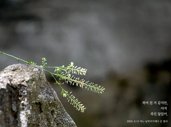 꺽여 진 것 같지만