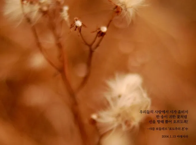 우리들의 사랑에서 시가 움터서