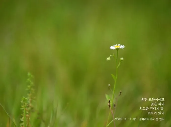 외딴 모퉁이에도 꽃은 피네