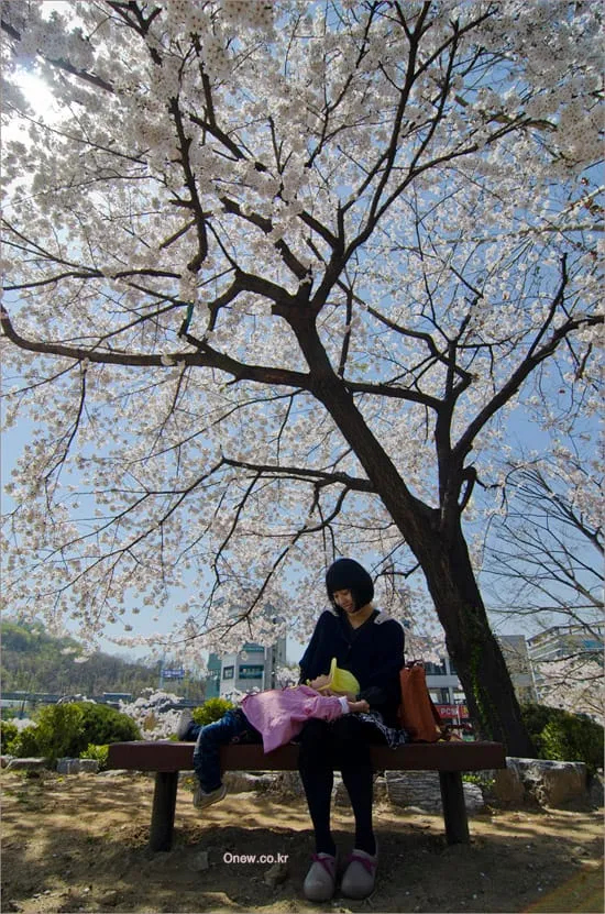 봄 꽃 아래서