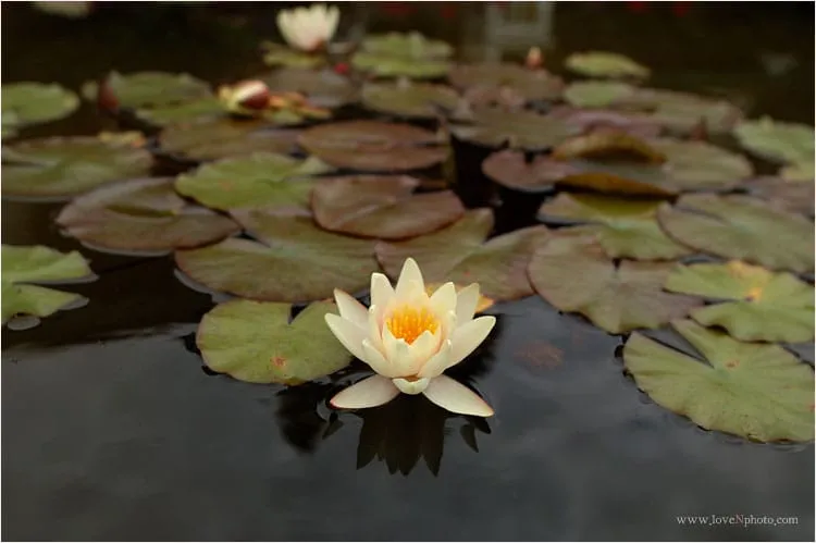 연꽃