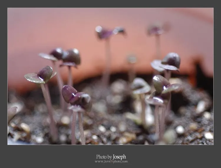 Opal Basil / Rosemary