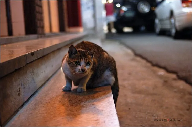 호기심