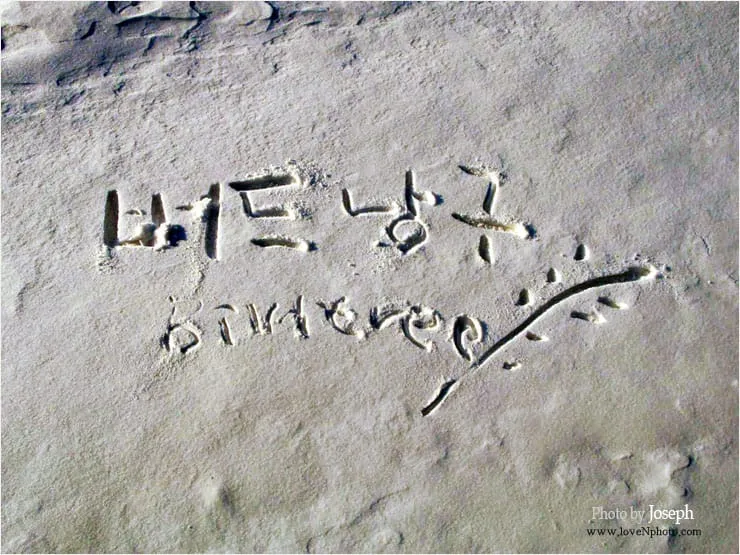 사막의 버드나무